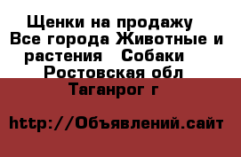 Щенки на продажу - Все города Животные и растения » Собаки   . Ростовская обл.,Таганрог г.